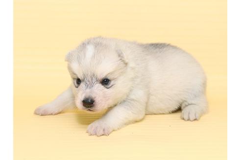 成約済の栃木県のシベリアンハスキー-47314の1枚目