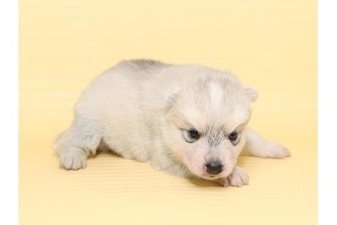 成約済の栃木県のシベリアンハスキー-47314の2枚目