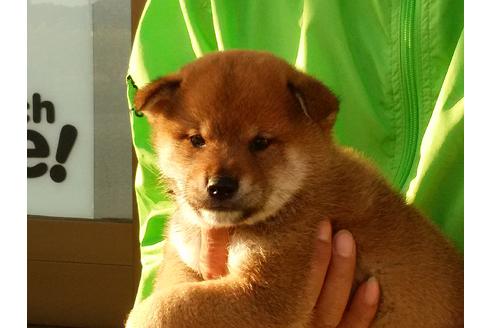 成約済の愛知県の柴犬-47329の5枚目