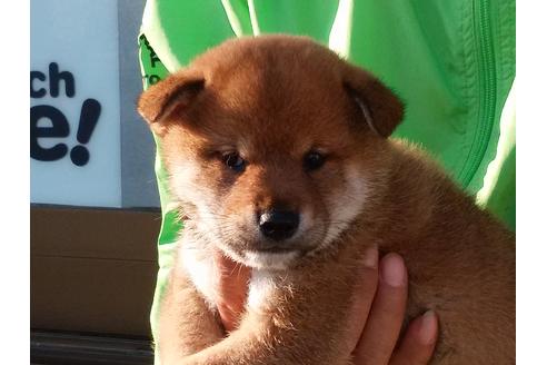 成約済の愛知県の柴犬-47329の4枚目
