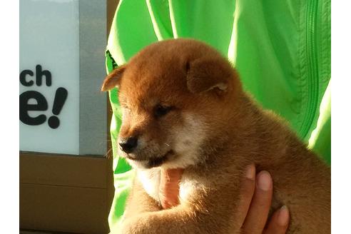 成約済の愛知県の柴犬-47329の3枚目