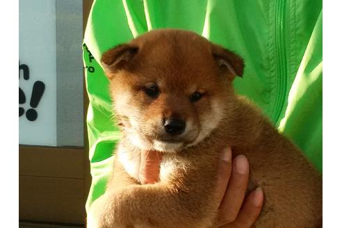 成約済の愛知県の柴犬-47329の2枚目