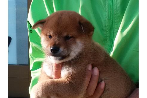 成約済の愛知県の柴犬-47329の1枚目