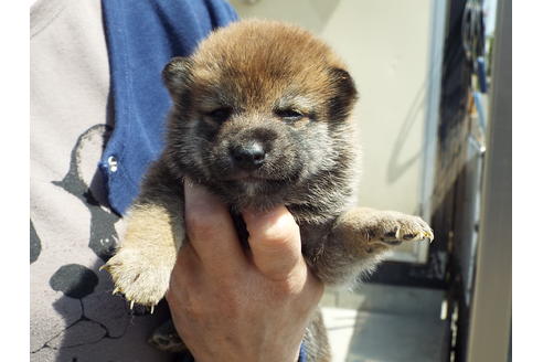成約済の埼玉県の柴犬-47356の4枚目