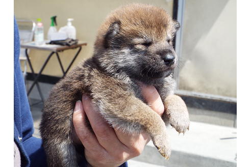 成約済の埼玉県の柴犬-47356の3枚目