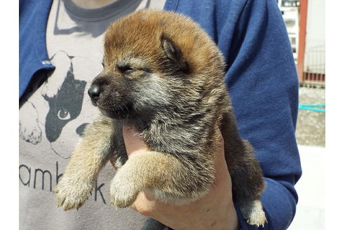 成約済の埼玉県の柴犬-47356の2枚目