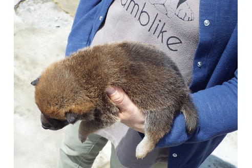 成約済の埼玉県の柴犬-47356の1枚目