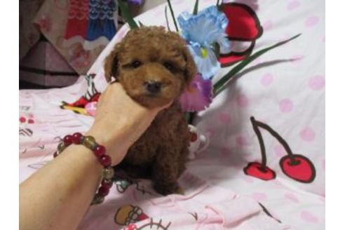 子犬