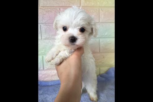 成約済の大阪府のマルチーズ-47089の5枚目