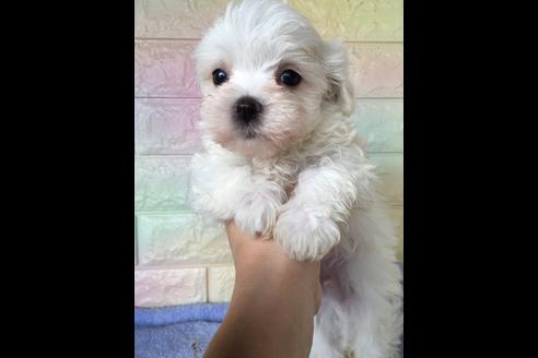 成約済の大阪府のマルチーズ-47089の3枚目