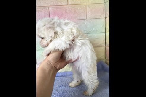 成約済の大阪府のマルチーズ-47089の2枚目