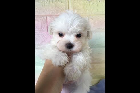 成約済の大阪府のマルチーズ-47089の1枚目