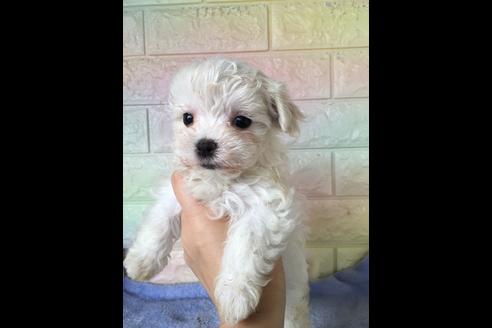 成約済の大阪府のマルチーズ-47088の5枚目