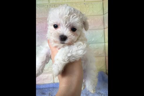 成約済の大阪府のマルチーズ-47088の4枚目