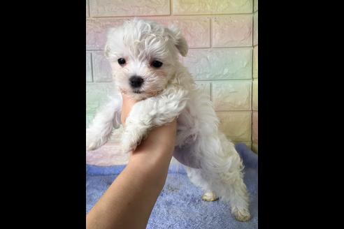 成約済の大阪府のマルチーズ-47088の3枚目