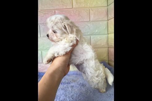 成約済の大阪府のマルチーズ-47088の2枚目