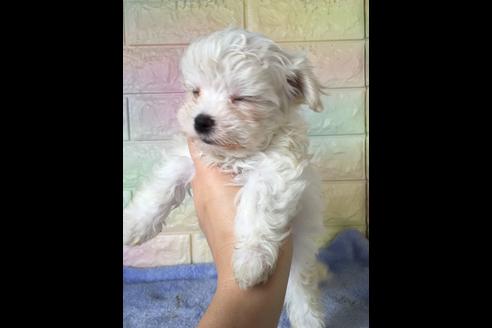 成約済の大阪府のマルチーズ-47088の1枚目