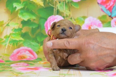 成約済の埼玉県のトイプードル-46477の1枚目