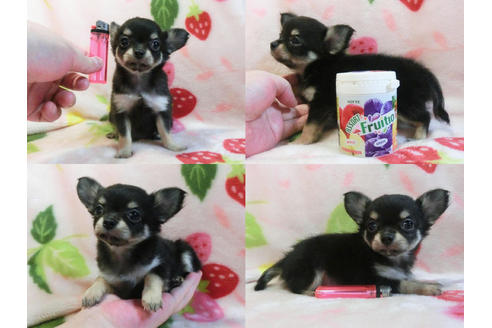 成約済の千葉県のチワワ(ロングコート)-47380の3枚目