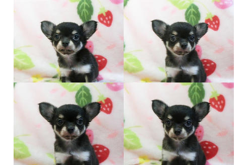 成約済の千葉県のチワワ(ロングコート)-47380の2枚目