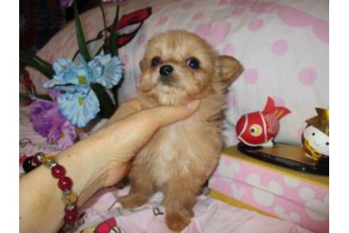 成約済の鹿児島県のミックス犬-46445の3枚目
