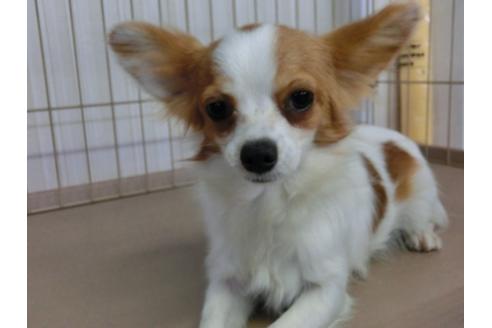 成約済の千葉県のパピヨン-47405の2枚目
