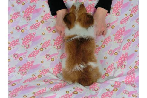 成約済の千葉県のパピヨン-47406の2枚目