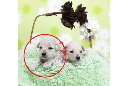 成約済の大分県のトイプードル-47418の4枚目