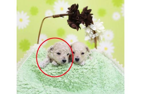 成約済の大分県のトイプードル-47418の1枚目