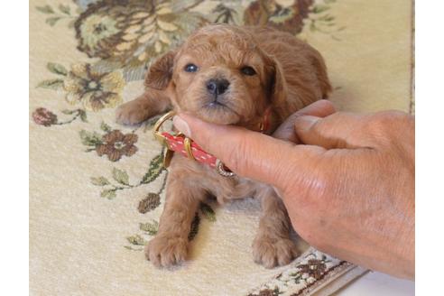 成約済の埼玉県のトイプードル-46476の1枚目