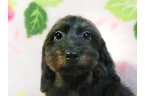 成約済の千葉県のミックス犬-47476の5枚目