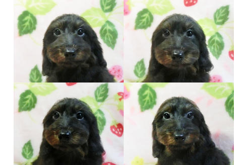 成約済の千葉県のミックス犬-47476の4枚目