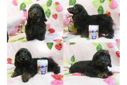 成約済の千葉県のミックス犬-47476の3枚目