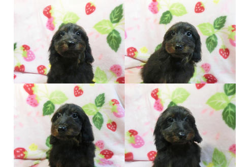 成約済の千葉県のミックス犬-47476の2枚目