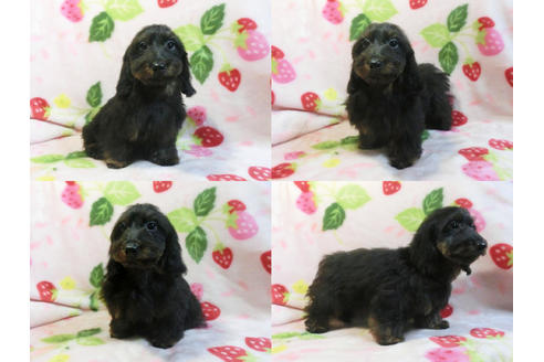 成約済の千葉県のミックス犬-47476の1枚目