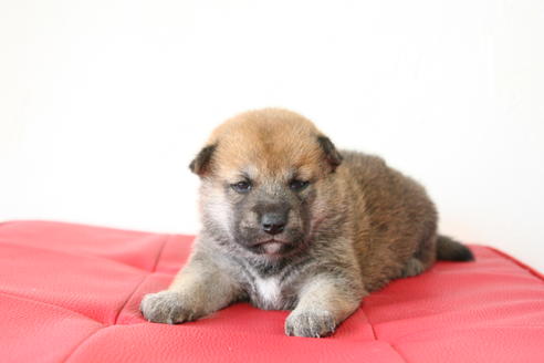 成約済の京都府の柴犬-47487の4枚目