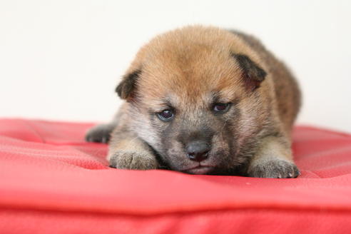 成約済の京都府の柴犬-47487の3枚目