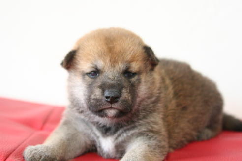 成約済の京都府の柴犬-47487の2枚目