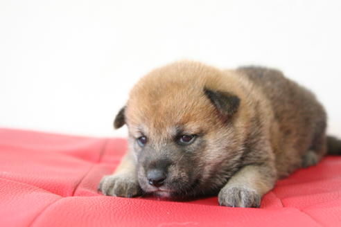 成約済の京都府の柴犬-47487の1枚目