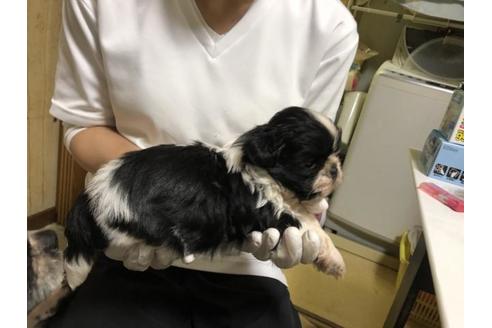 成約済の大阪府のシーズー-47498の1枚目