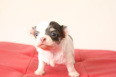 成約済の京都府のチワワ(ロングコート)-47501の3枚目