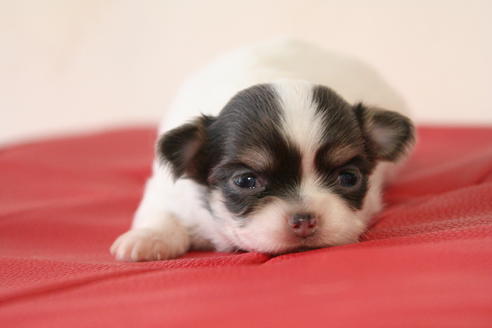 成約済の京都府のチワワ(ロングコート)-47502の4枚目