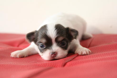 成約済の京都府のチワワ(ロングコート)-47502の3枚目