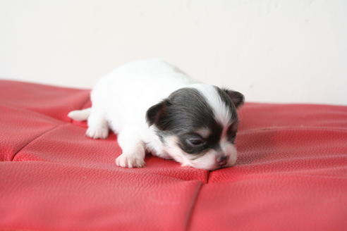 成約済の京都府のチワワ(ロングコート)-47502の2枚目