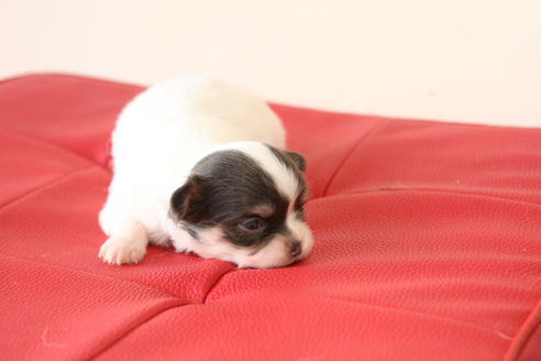 成約済の京都府のチワワ(ロングコート)-47502の1枚目