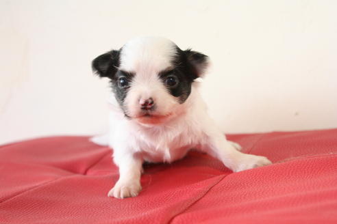 成約済の京都府のチワワ(ロングコート)-47504の3枚目