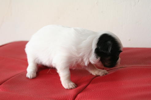 成約済の京都府のチワワ(ロングコート)-47504の2枚目