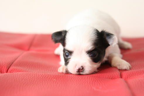 成約済の京都府のチワワ(ロングコート)-47504の1枚目