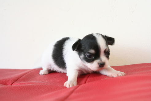 成約済の京都府のチワワ(ロングコート)-47506の3枚目