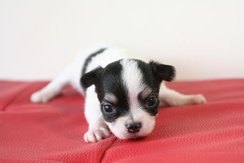 成約済の京都府のチワワ(ロングコート)-47506の2枚目